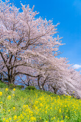 日本の春 埼玉幸手 幸手権現堂桜堤の桜並木