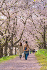 Naklejka premium 日本の春 埼玉幸手 幸手権現堂桜堤の桜並木