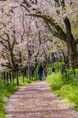 日本の春 埼玉幸手 幸手権現堂桜堤の桜並木