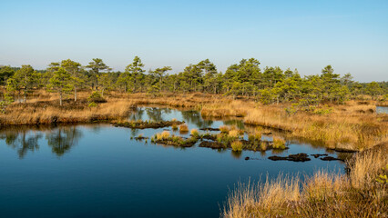 Fototapeta na wymiar blue sky is reflected in a calm bog lake, bog pines surround the lake shore, bog-specific plants, grass, moss lichens, autumn colors