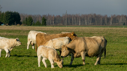 a variegated herd of cows eats grass in a green meadow