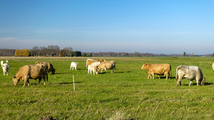 Fototapeta na wymiar a variegated herd of cows eats grass in a green meadow