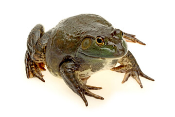 toad isolated on white background