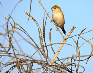 Indian silverbill on a branch. Euodice malabarica. White throated munia. Small bird.