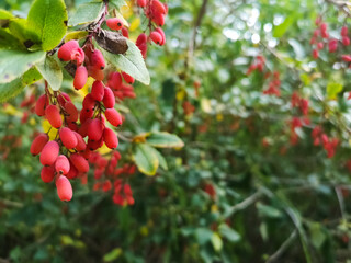 fresh healthy red berberis on a shrub