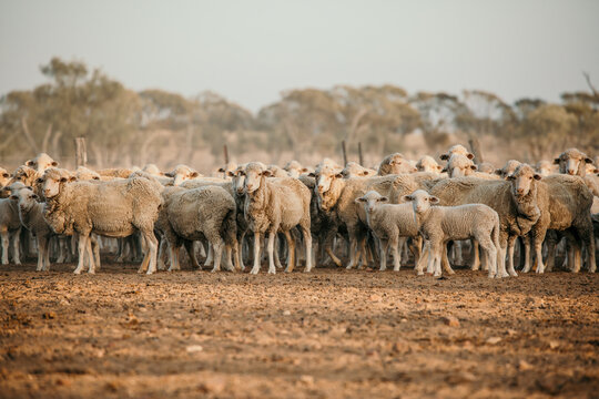 Herd of sheep standing in the countryside