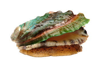 Raw abalones on the white background 