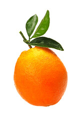 Orange fruit on the white background