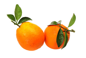 Orange fruit on the white background