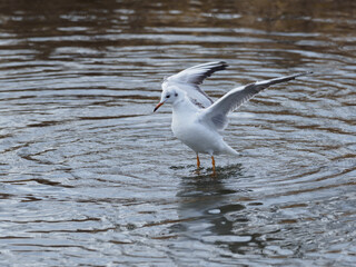 翅を広げるユリカモメ
