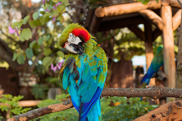blue and yellow macaw
