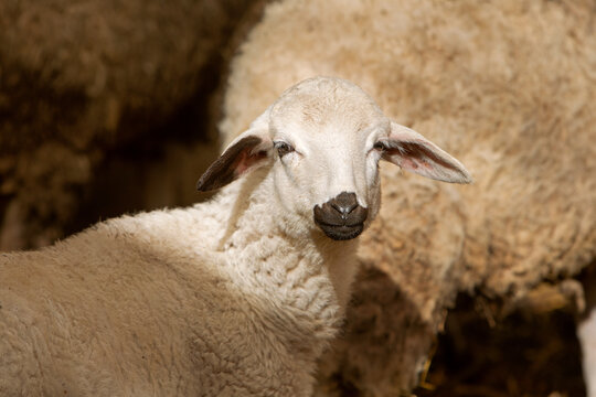 photo of sheep in a herd, selective focus. The topic of farming and animal breeding