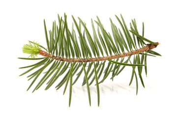 pine branch on white background.