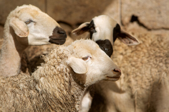 photo of a sheep in a herd, selective focus. The topic of farming and animal breeding