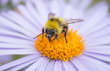 bee on a flower