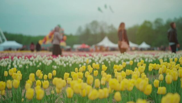 spring tulip festival or people walking on field with blooming flowers outdoor