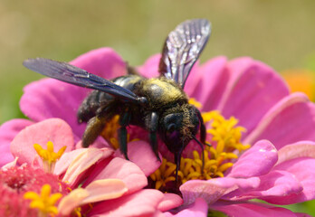 Xylocopa, Carpenter Insect on the flower in summer, woodpecker