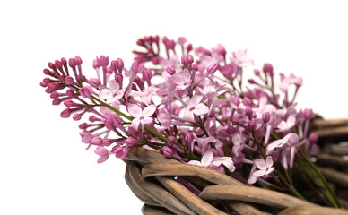 The beautiful lilac isolated on white background