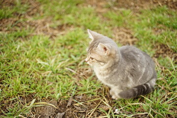 Naklejka na ściany i meble cute grey kitten sitting on the green grass in the garden