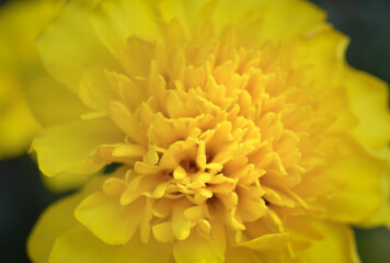 yellow flower macro