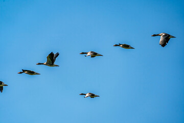 Flock detailed Geese flying in a beautiful blue sky. birds flying in the shape of. Animal themes, background, copy-space