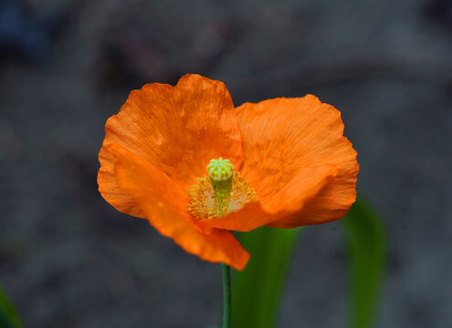 Orange Welsh poppy (Papaver cambricum, Meconopsis cambrica) flower. It is member of the poppy family Papaveraceae. It is a native of damp, rocky sites in upland areas of Western Europe from the Britis
