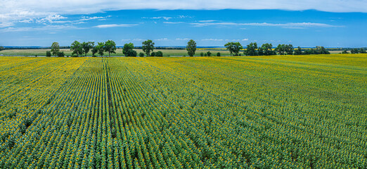 Obraz na płótnie Canvas Panoramic view of sunflower field and blue sky at the background. Sunflower heads on the foreground close up.