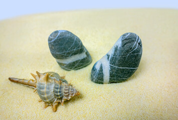 Summer. Sea shells and pebbles on the sand with a blue background. Concept close-up.
 Seasonal sale background for store.