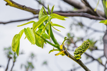 Freshly burst leaves of walnut tree close-up. Spring background.