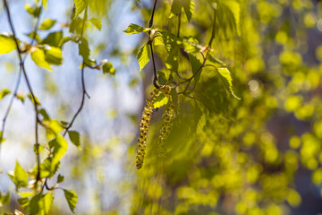 Birch flowers against blue sky on sunny spring day. Birth of new life. Spring came. Freshness, the smell of spring. Copy space for text, defocused..
