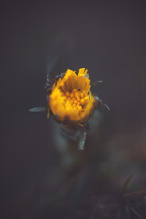 macro flower yellow