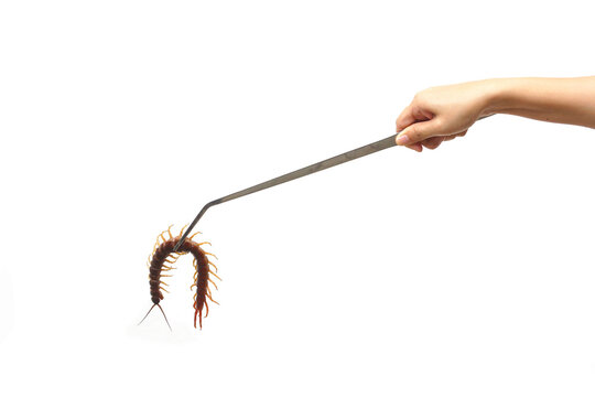 Catching a centipede using big forceps isolated on white background