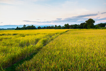 Obraz premium The rice was growing at sunset and there was a beautiful blue sky.