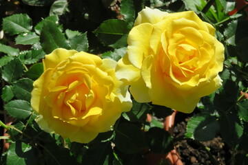 黄色い薔薇　ゴールドバニー