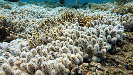 Beautiful coral reefs of the Red Sea.
