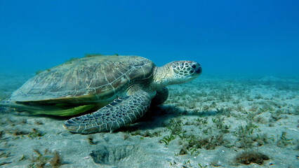 Obraz premium Big Green turtle on the reefs of the Red Sea.