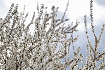 Branches in white flowers - spring bloom against the sky