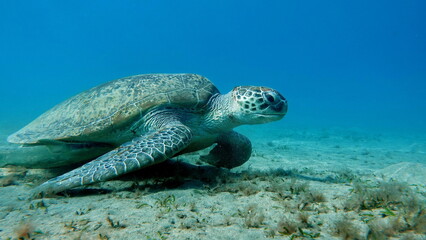 Big Green turtle on the reefs of the Red Sea.