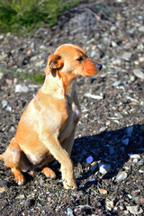 hunting dog light brown