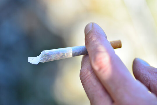 mariguana or marijuana, also known as cannabis. Man hands rolling a joint or rolling tobacco