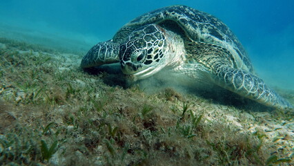 Obraz premium Big Green turtle on the reefs of the Red Sea.