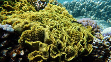 Beautiful coral reefs of the Red Sea.
