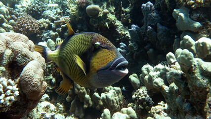 Fototapeta na wymiar Titan fish (balistoides viridescens), and it is also sometimes called fish Trigger or blue-finned balisthod. Titan fish (balistoides viridescens), and it is also sometimes called fish Trigger .