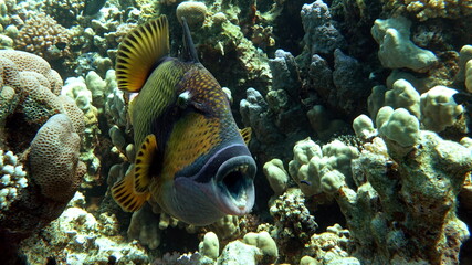 Titan fish (balistoides viridescens), and it is also sometimes called fish Trigger or blue-finned balisthod. Titan fish (balistoides viridescens), and it is also sometimes called fish Trigger .