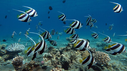 Butterfly fish. Schooling kabouba - Scholing bannerfish - Heniochus diphreutes (family Chaetodontidae) - grows up to 18 cm. Representatives of this genus of the bristle-toothed family have an elongate