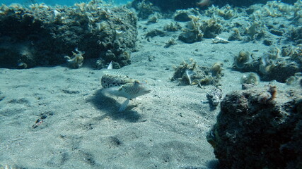 Beautiful fish on the Red Sea reef.

