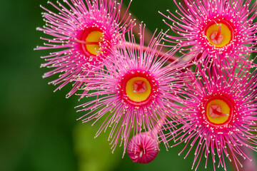 Cluster of pink gum blossoms on green background.