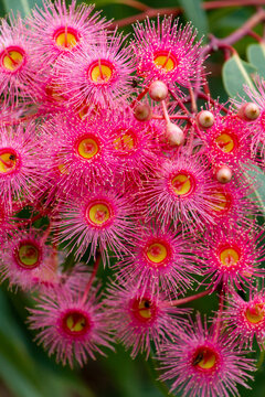 Cluster of pink gum blossoms.