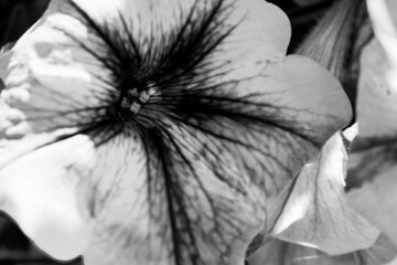 Nahaufnahme einer schönen Petunie in schwarz-weiß