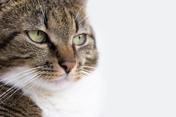 Portrait of gray shorthair domestic tabby cat in front of white background. Domestic animal. Selective focus.